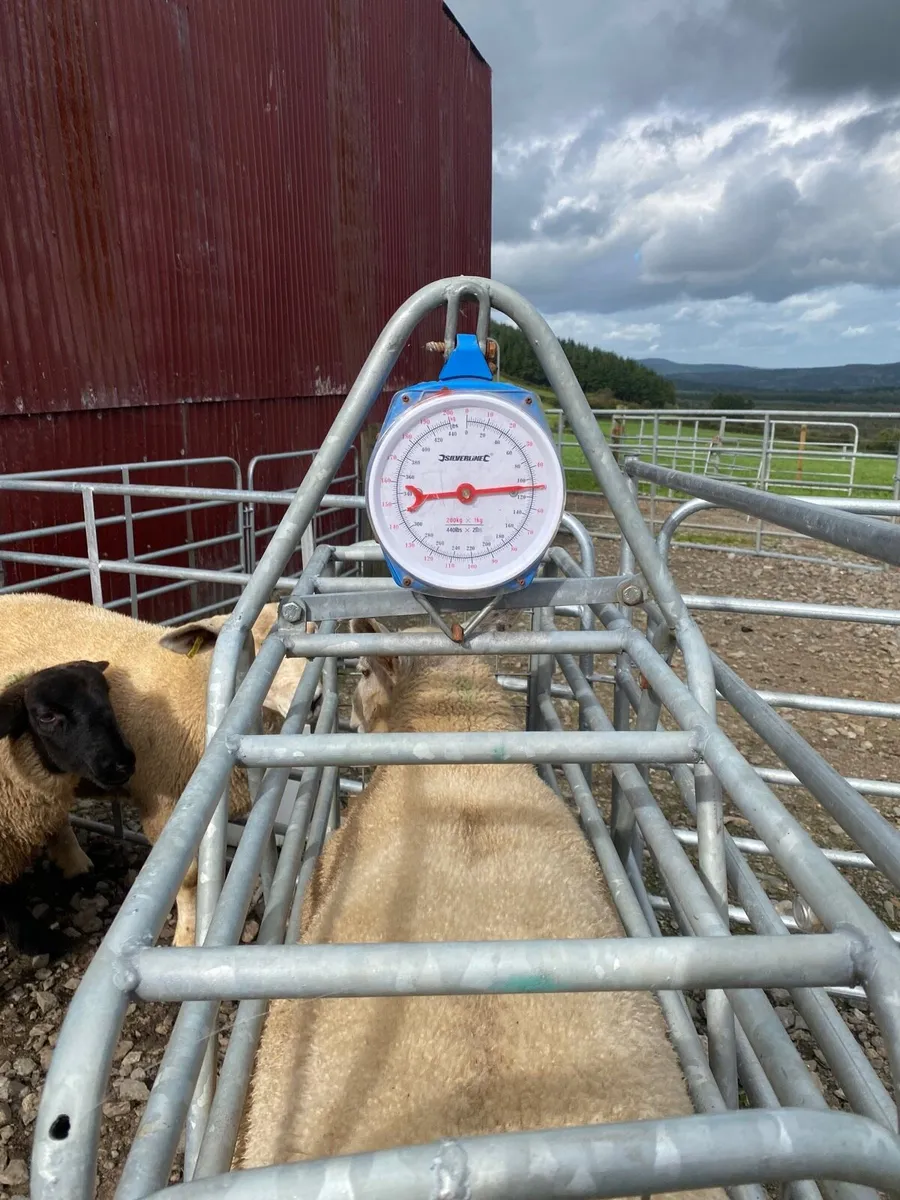 Ewe lambs New Ross Mart - Image 2