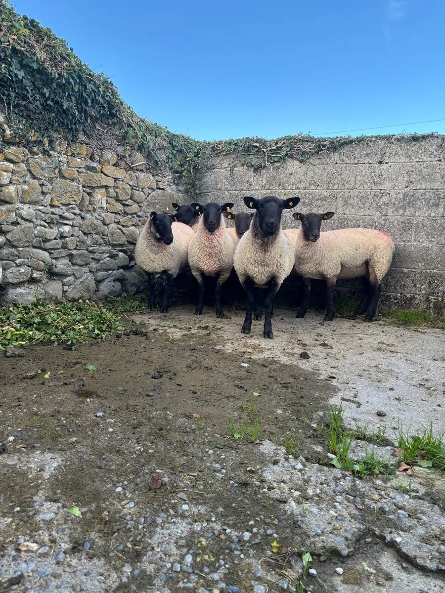 Suffolk Cross Hoggets - Image 1