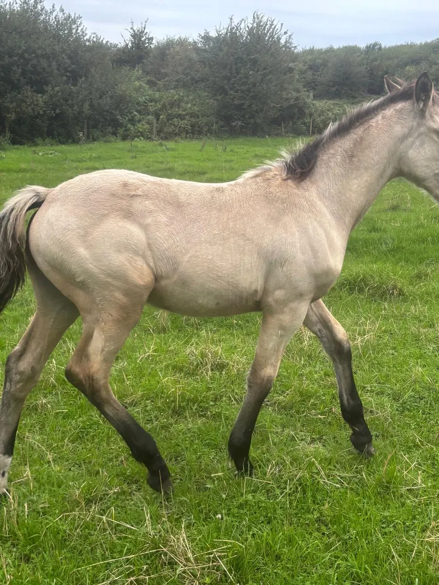 Foal - Image 1