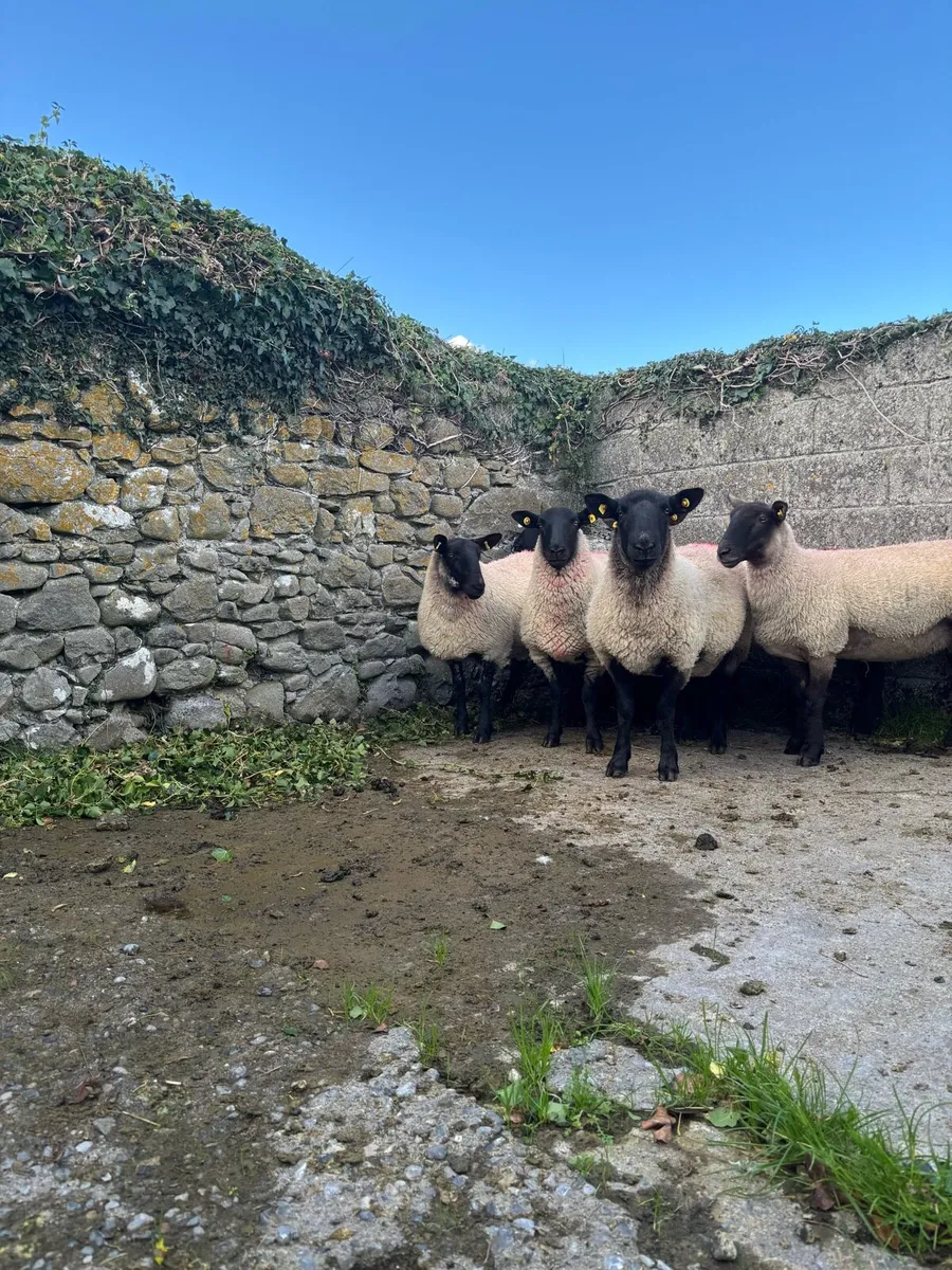 Suffolk Cross Hoggets - Image 3