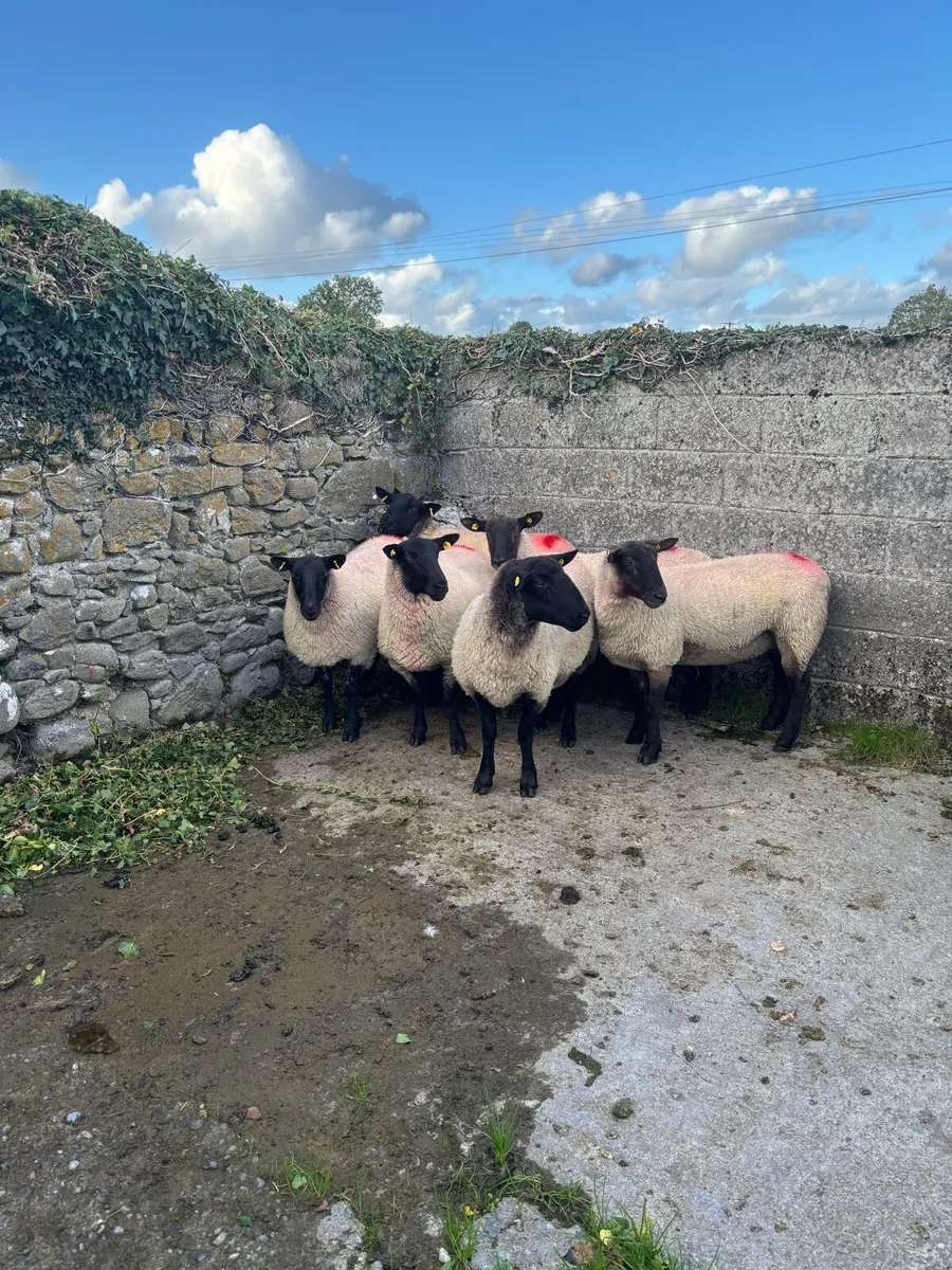 Suffolk Cross Hoggets - Image 4