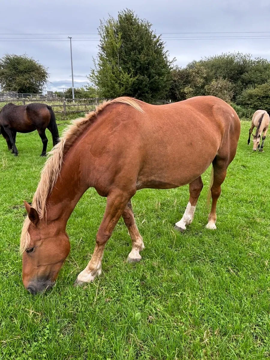Foal - Image 2