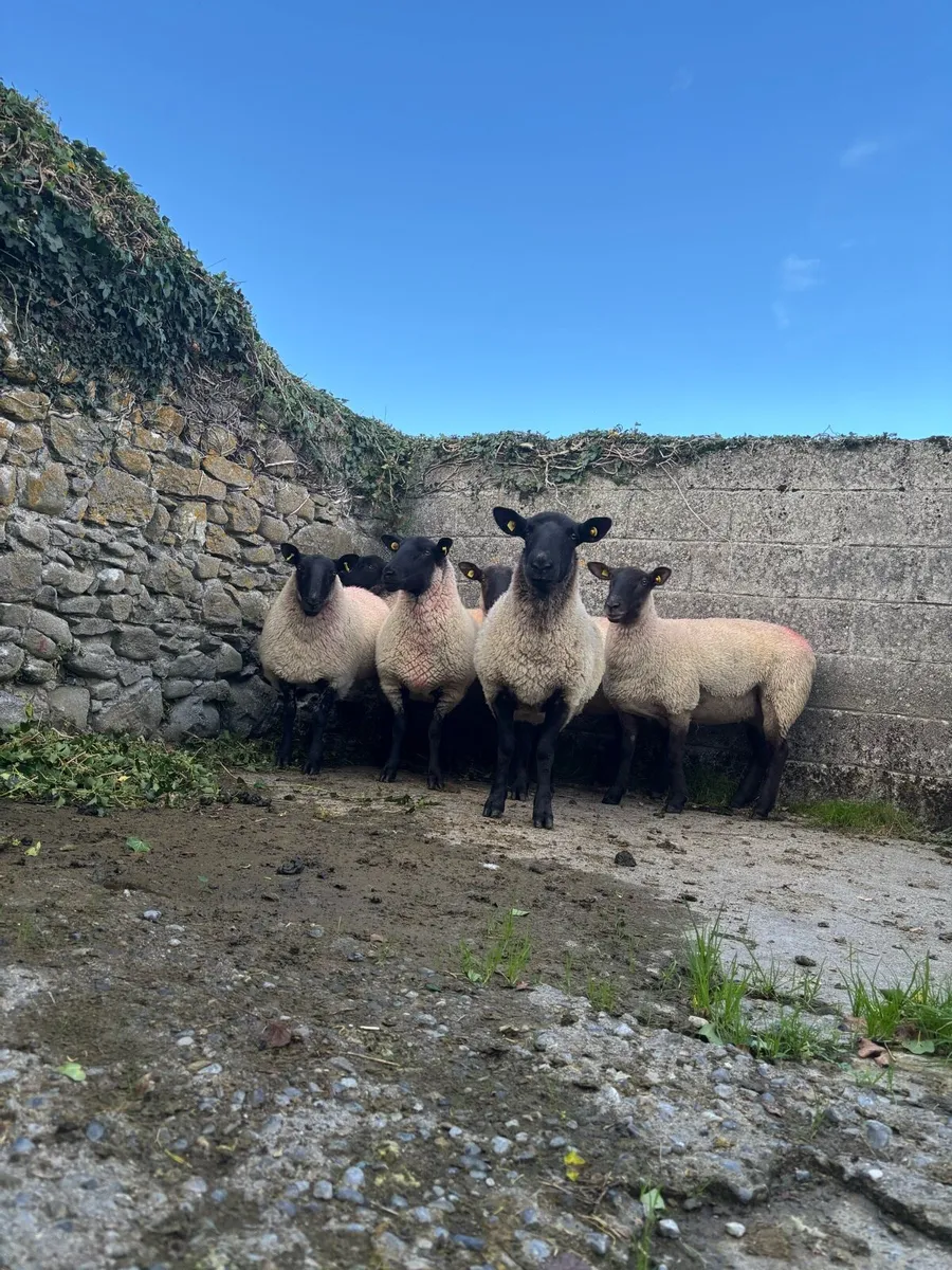 Suffolk Cross Hoggets - Image 2