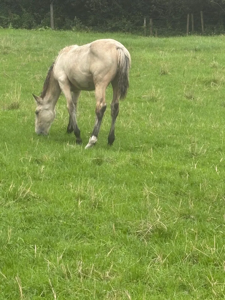 Foal - Image 3