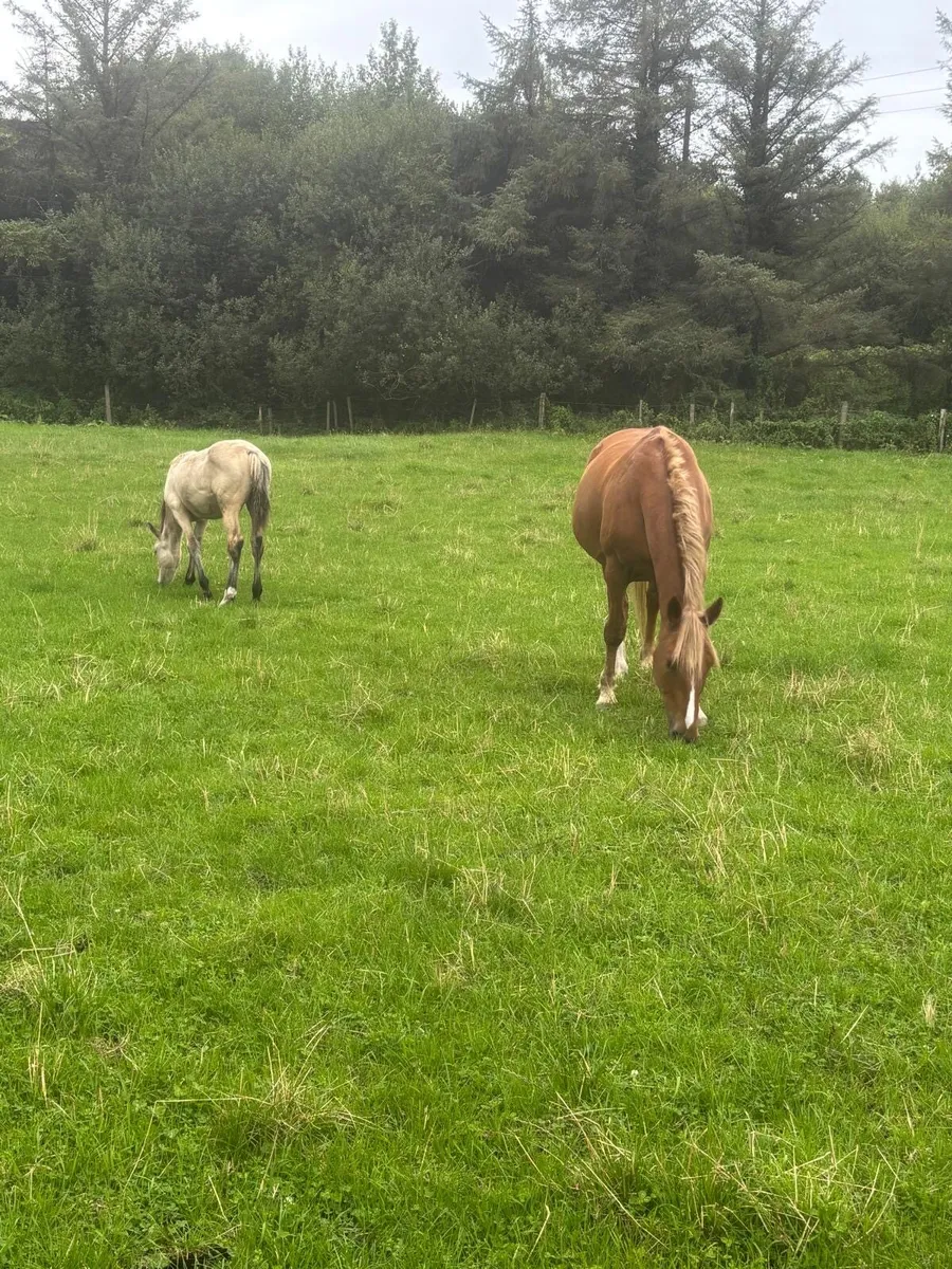 Foal - Image 4