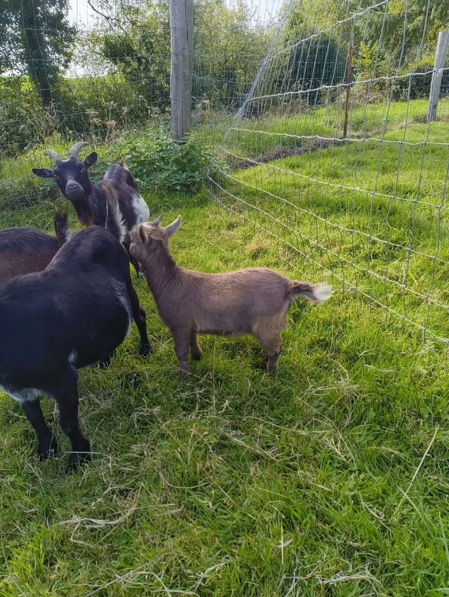 Female Pygmy Goat - Image 3