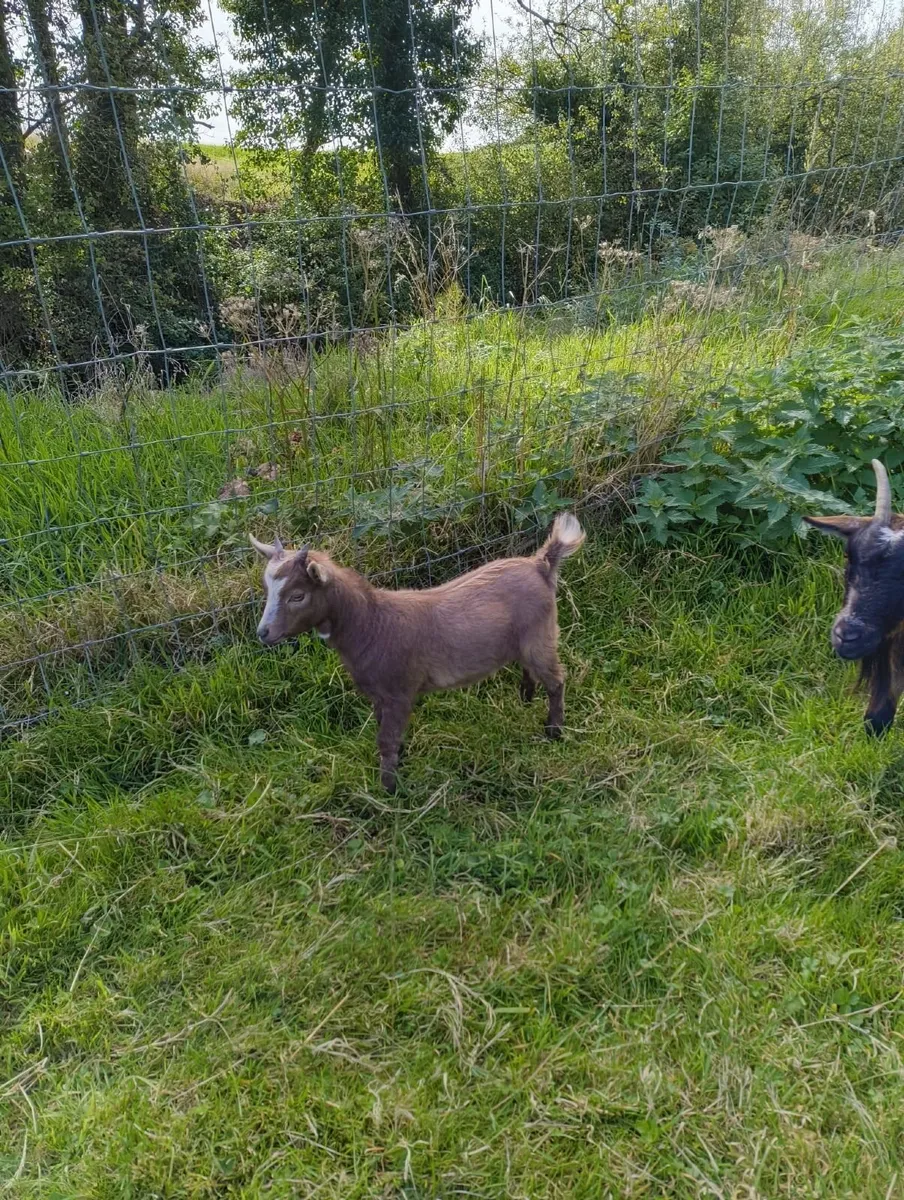 Female Pygmy Goat - Image 1