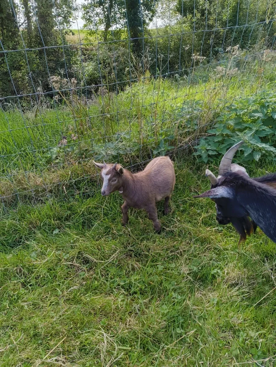 Female Pygmy Goat - Image 2