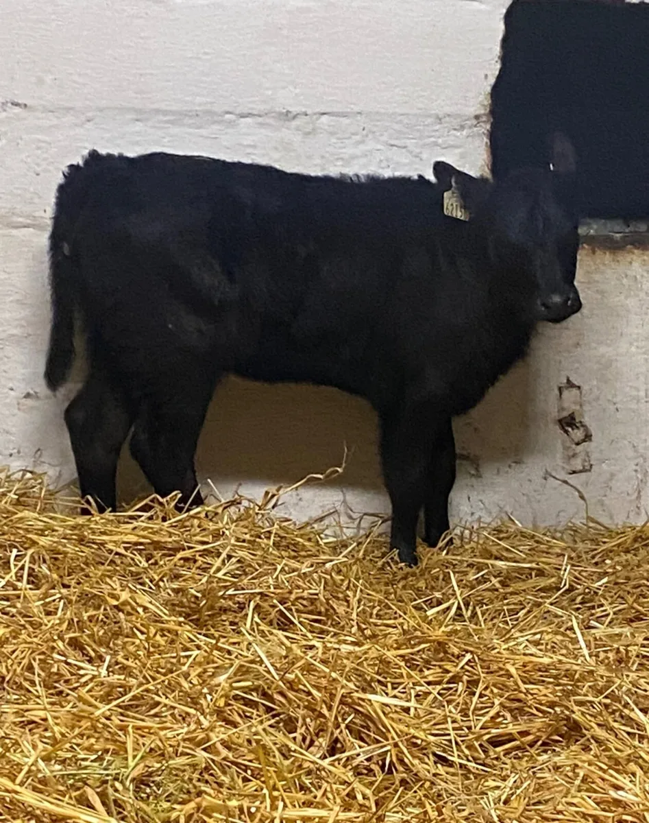 4 ABERDEEN ANGUS SUCK CALVES - Image 1