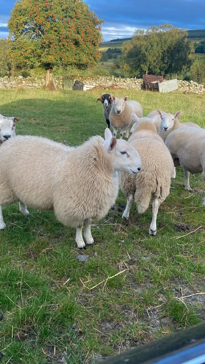 Rams - Image 3