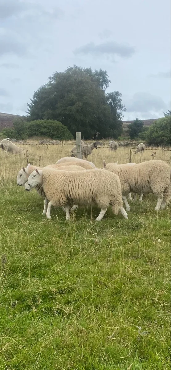 Rams - Image 4