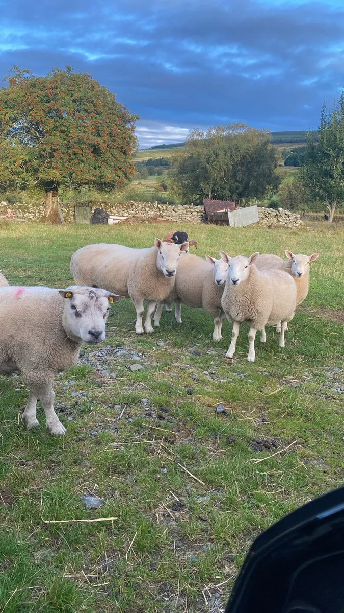 Rams - Image 1
