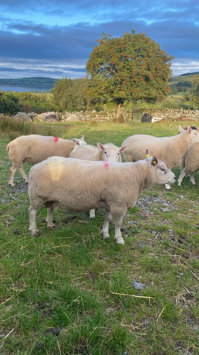 Rams - Image 2