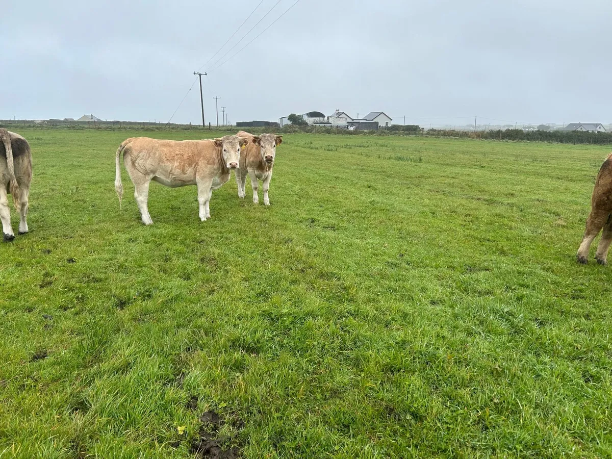Organic Charolais breeding heifers - Image 2