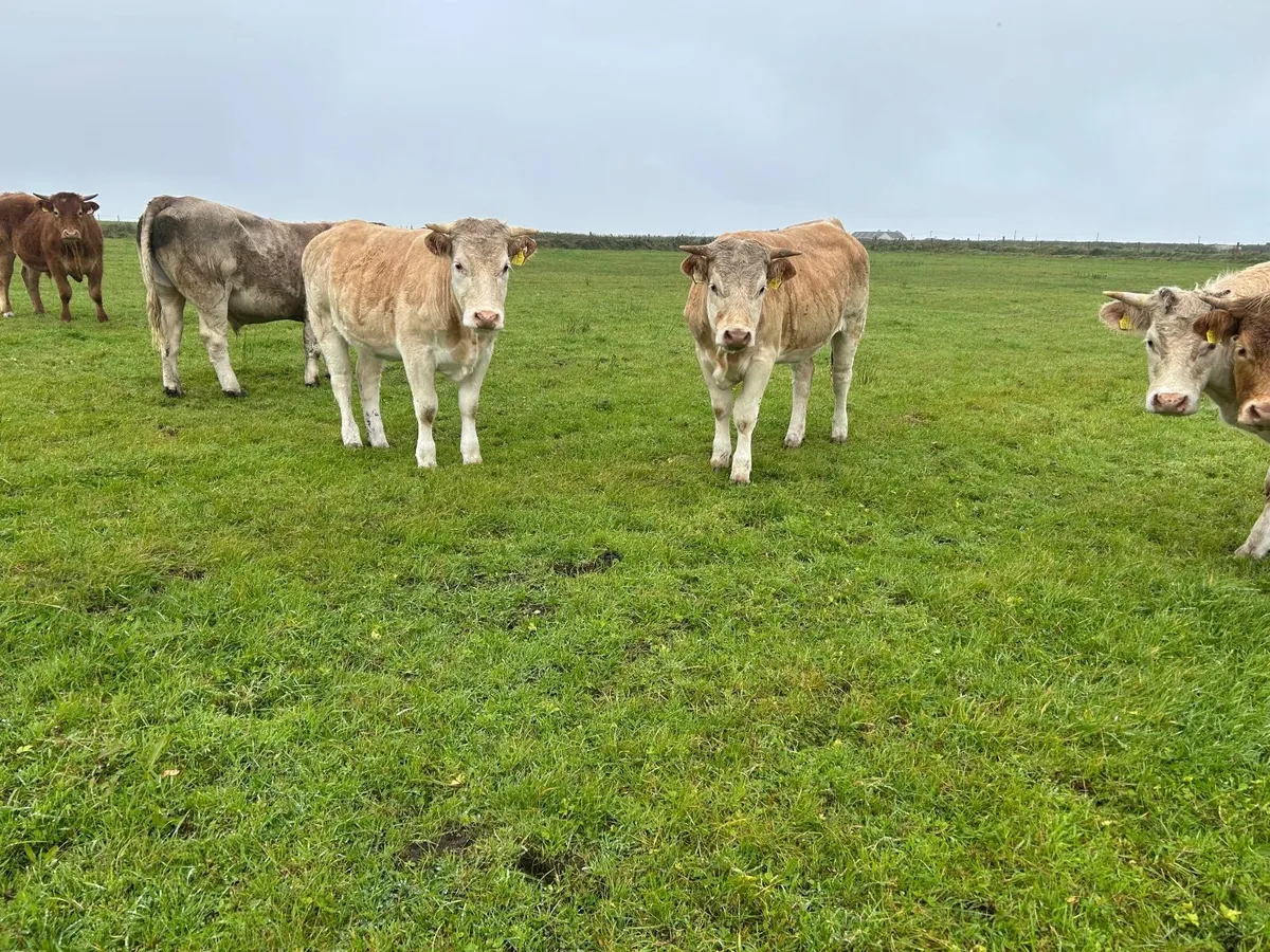Organic Charolais breeding heifers - Image 4