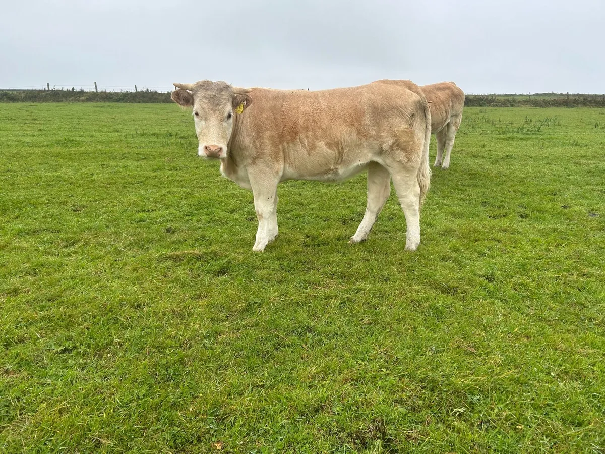 Organic Charolais breeding heifers - Image 3