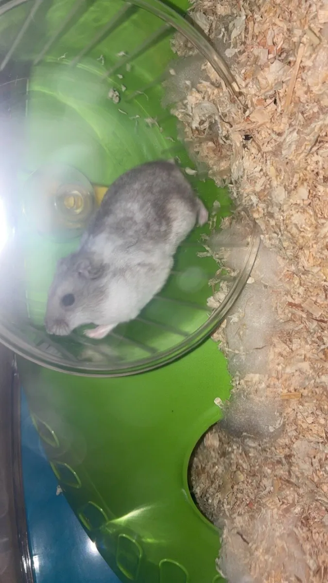 Hamster Full Setup - Image 3