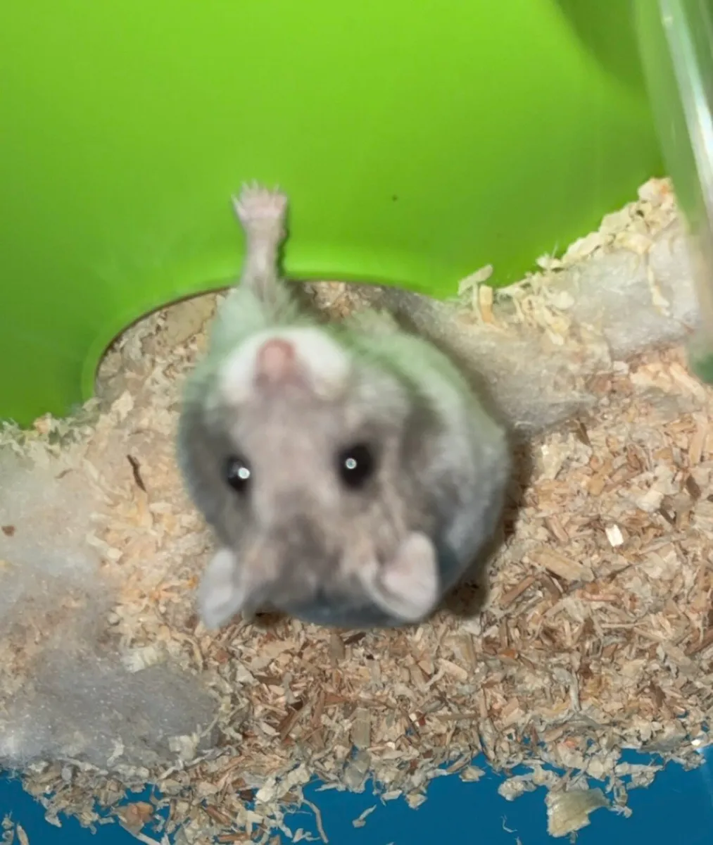 Hamster Full Setup - Image 1