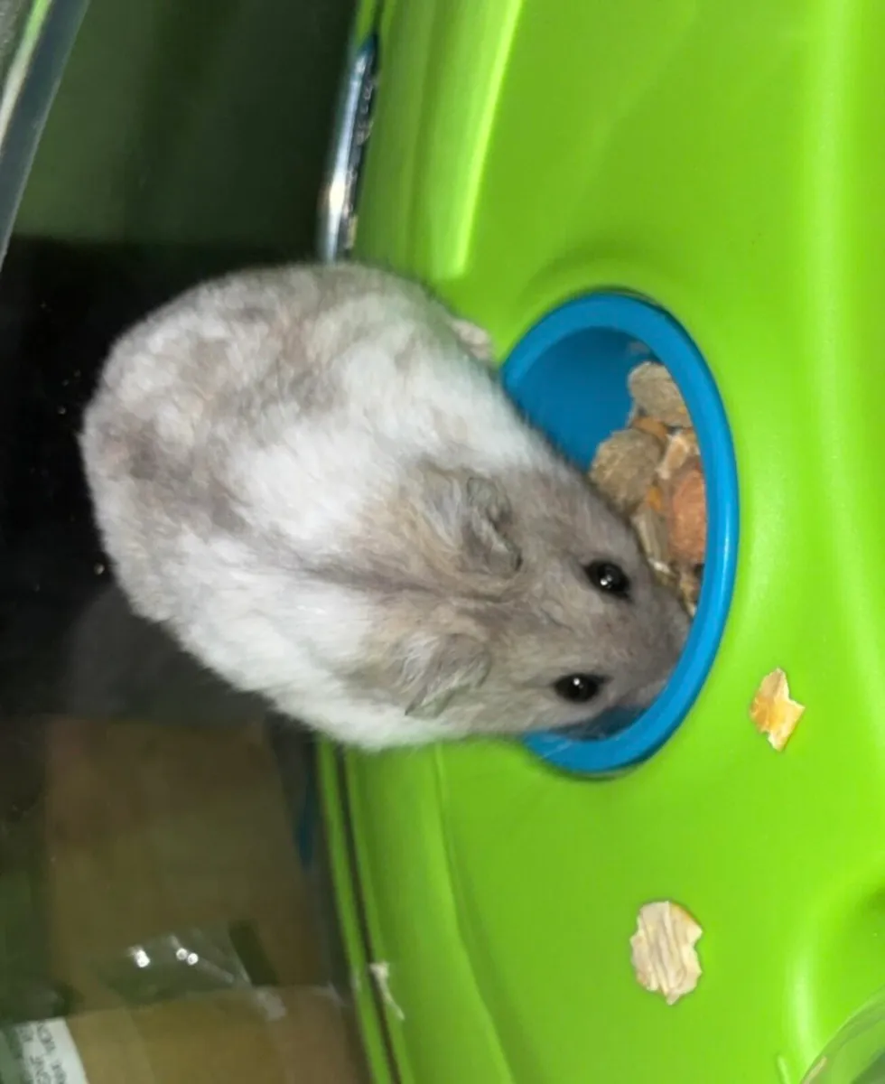 Hamster Full Setup - Image 4