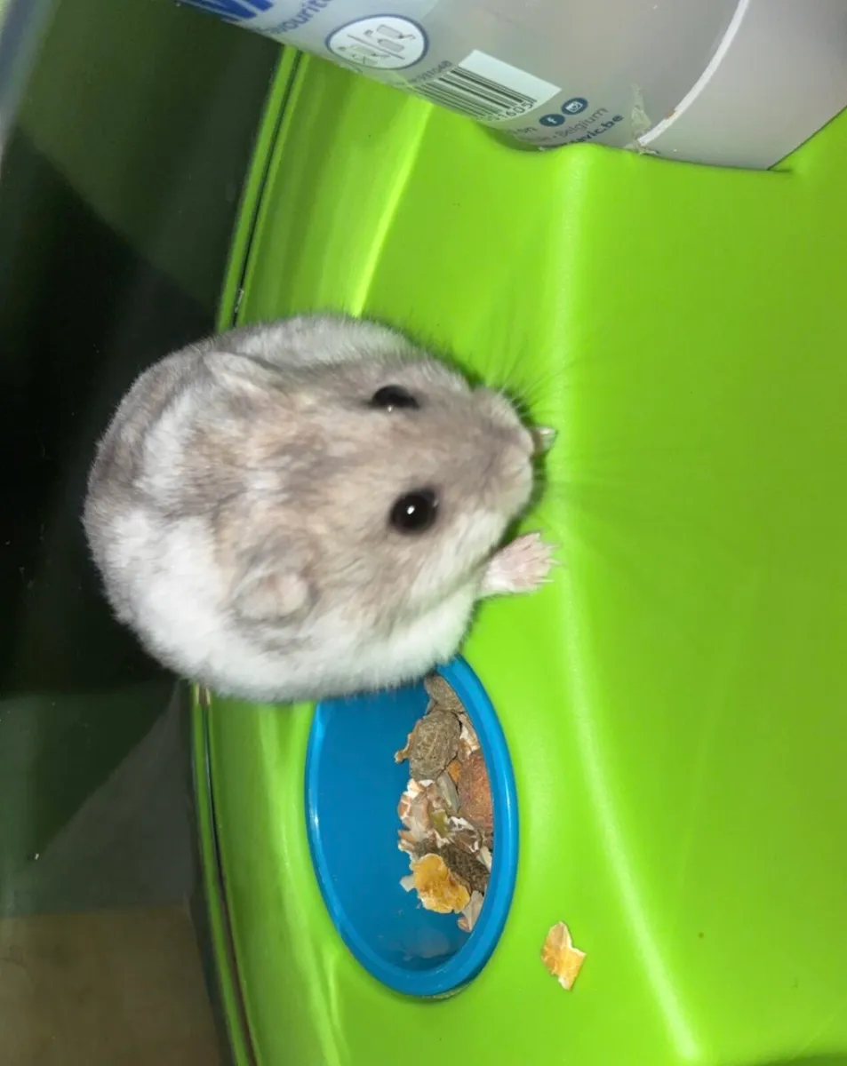 Hamster Full Setup - Image 2