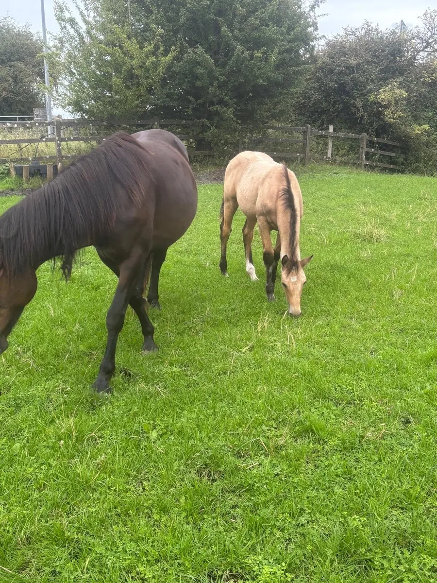 Colt Foal - Image 2