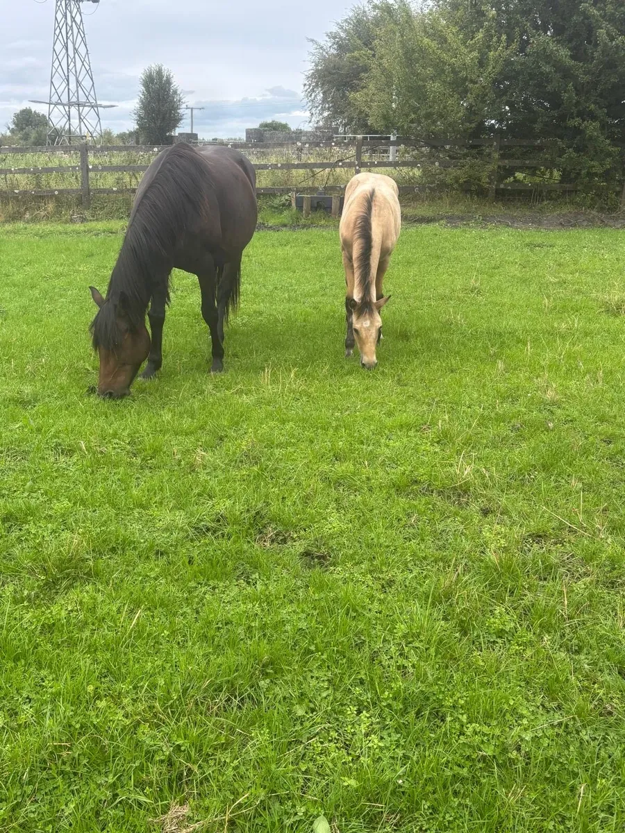 Colt Foal - Image 1