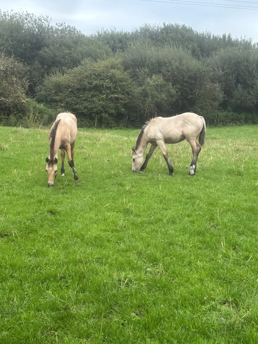 Colt Foal - Image 3