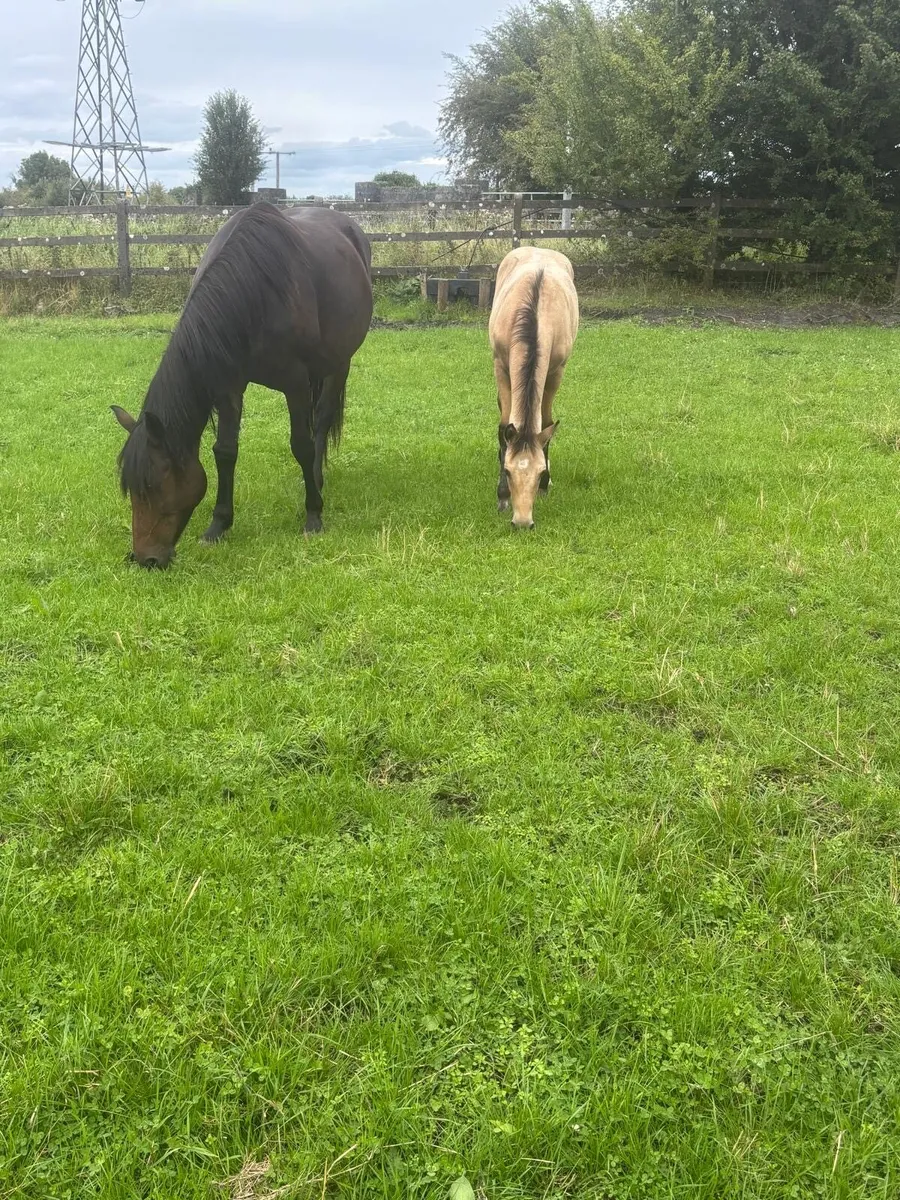 Colt Foal - Image 4