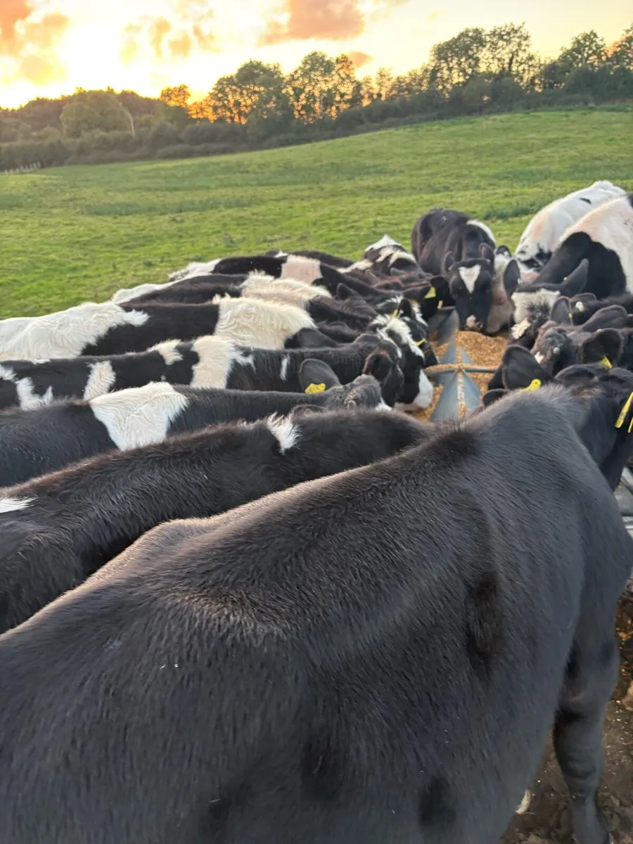 17 smashing 200kg fr bull Weanlings - Image 3