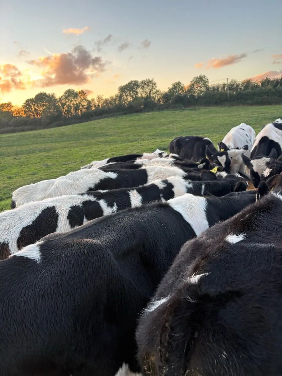 17 smashing 200kg fr bull Weanlings - Image 4