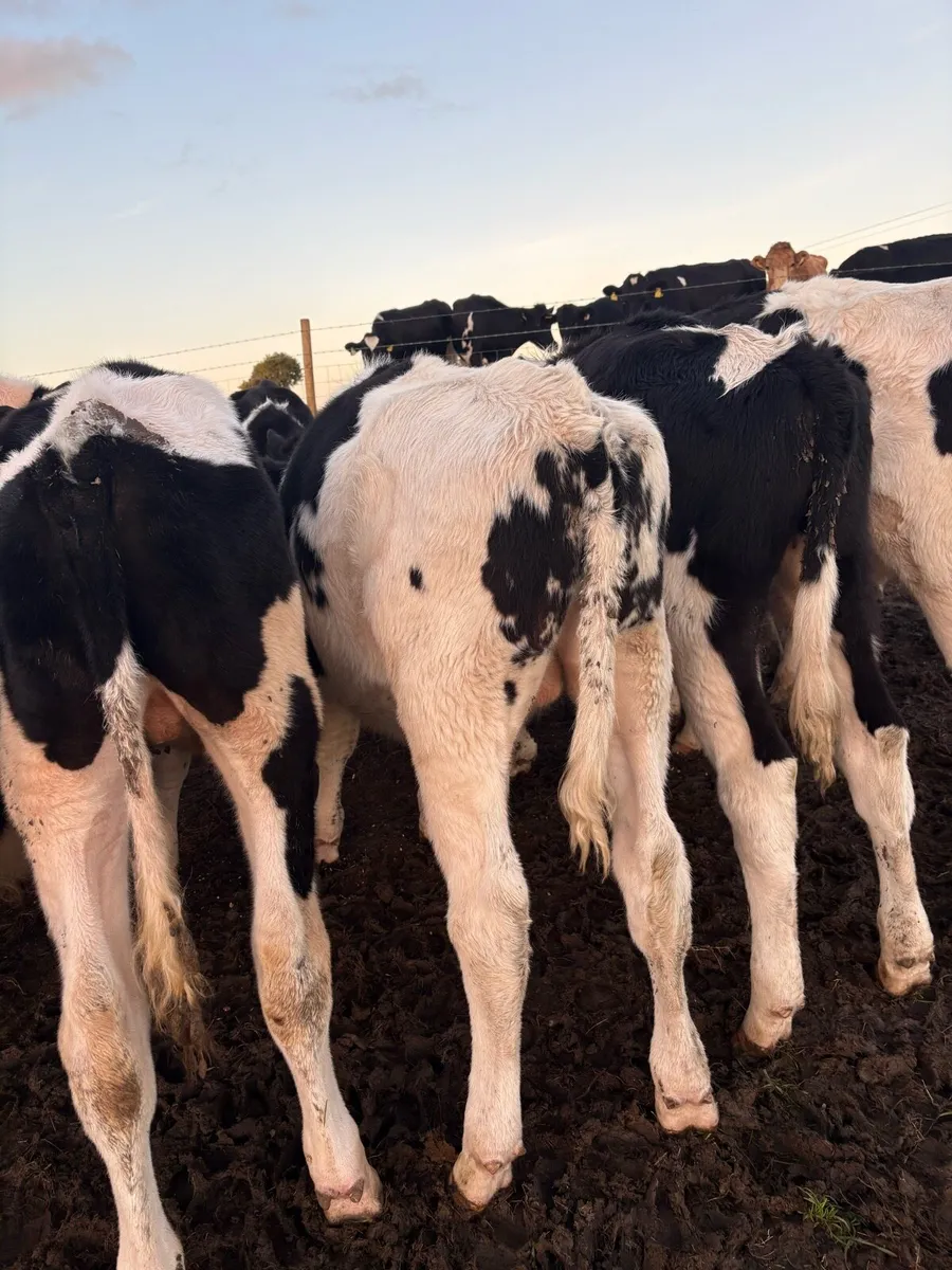 17 smashing 200kg fr bull Weanlings - Image 2