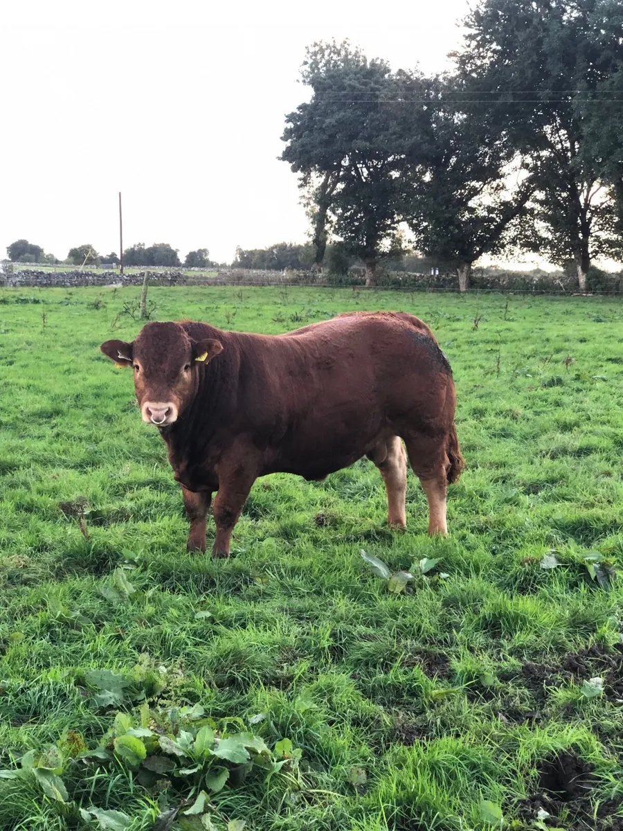 Cattle - Image 2