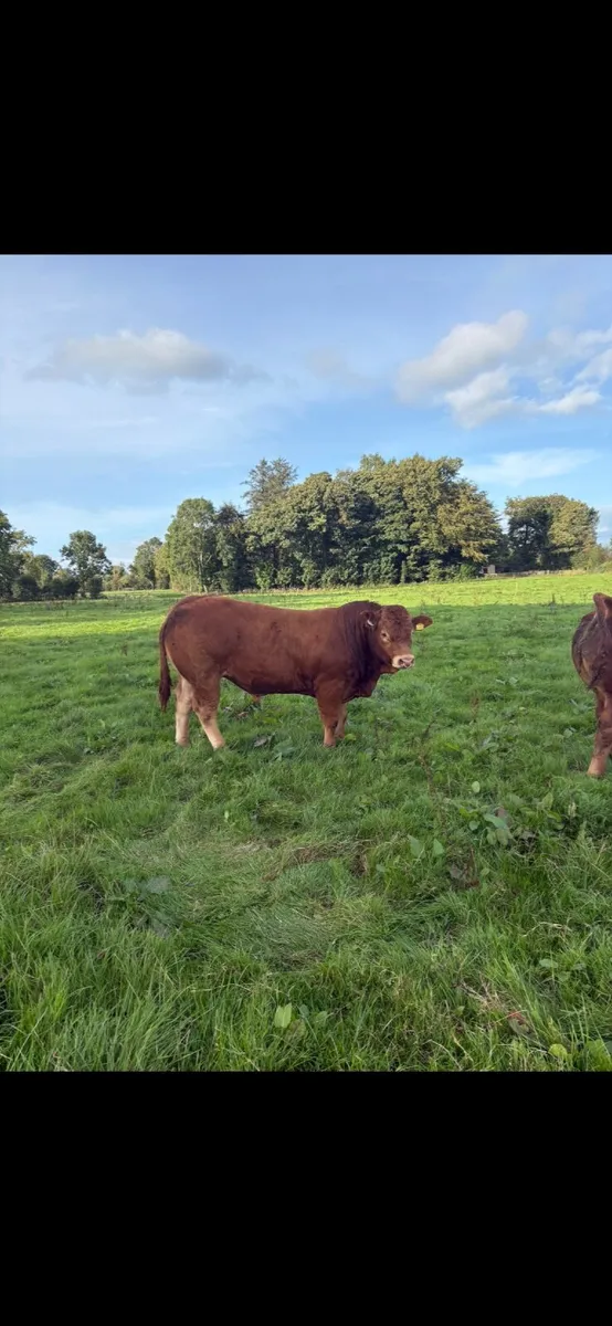 Cattle - Image 4