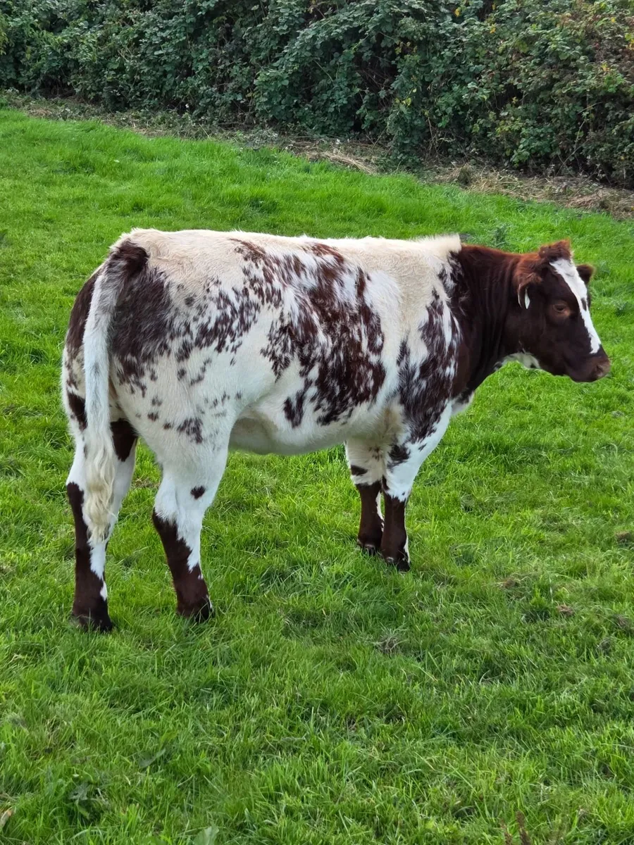 Blue Heifer Weanlings Balla Mart Tuesday 29th - Image 2