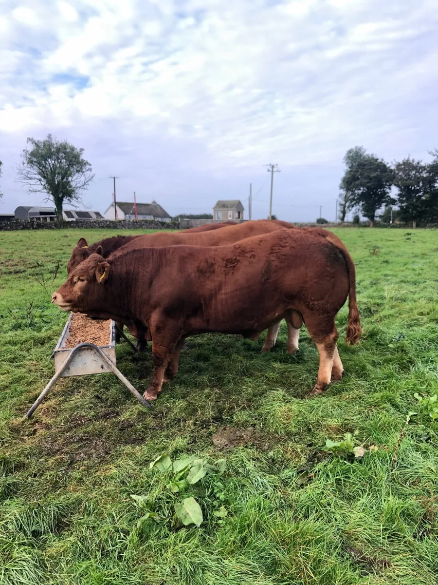 Cattle - Image 3