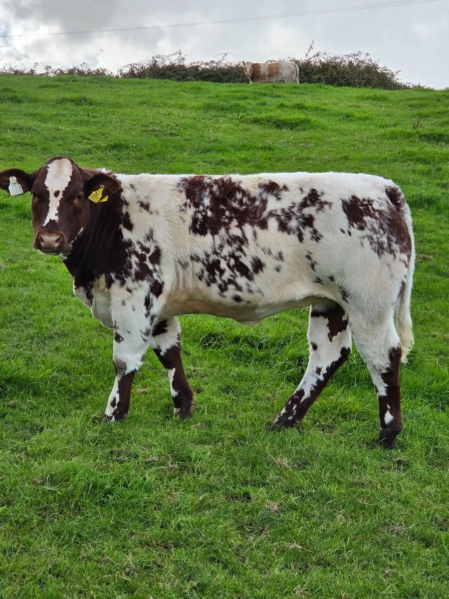 Blue Heifer Weanlings Balla Mart Tuesday 29th - Image 4