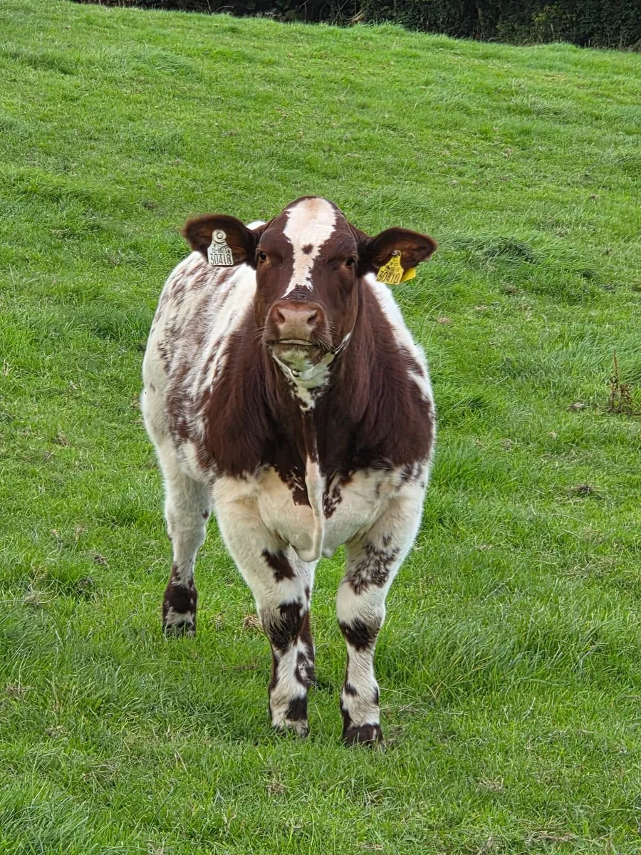 Belgian Blue Heifer - Image 1