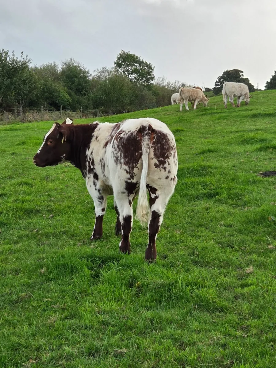 Blue Heifer Weanlings Balla Mart Tuesday 29th - Image 3