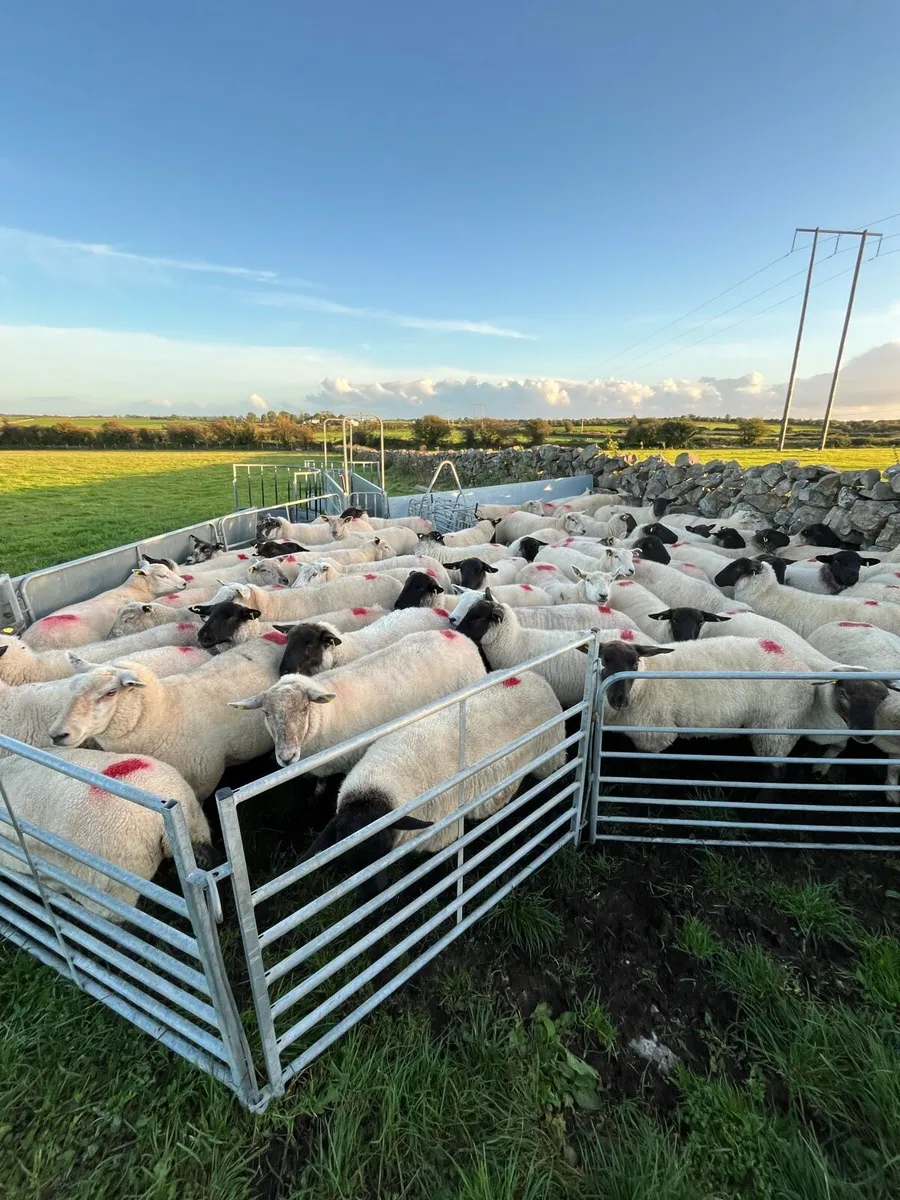 Ewe hoggets - Image 1