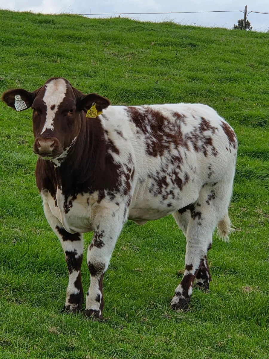 Blue Heifer Weanlings Balla Mart Tuesday 29th - Image 1