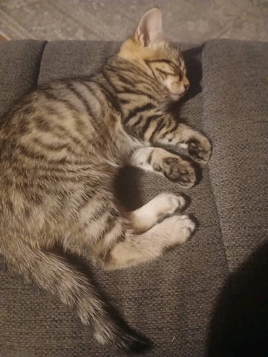3 Kittens.1st pic is the girl, pic 2+3 the boys - Image 3