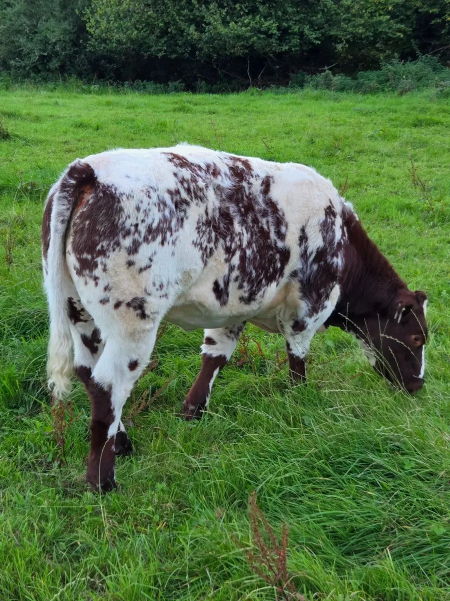 Belgian Blue Heifer - Image 3