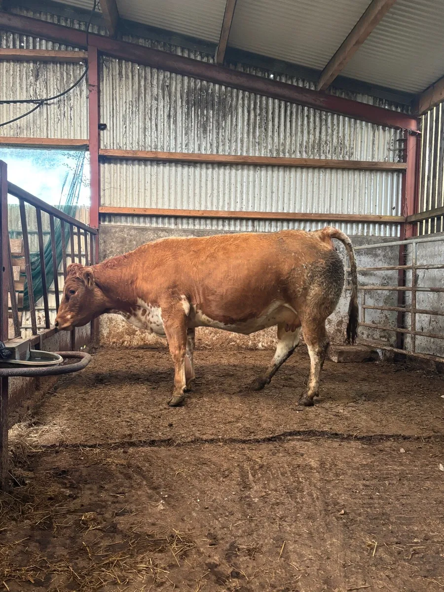 4 Star Genotyped In-Calf Heifer - Image 2