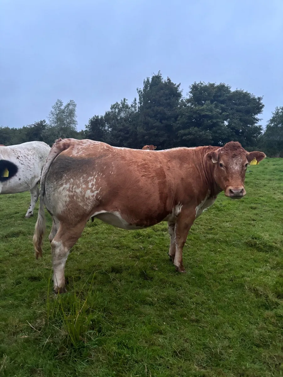 4 Star Genotyped In-Calf Heifer - Image 1