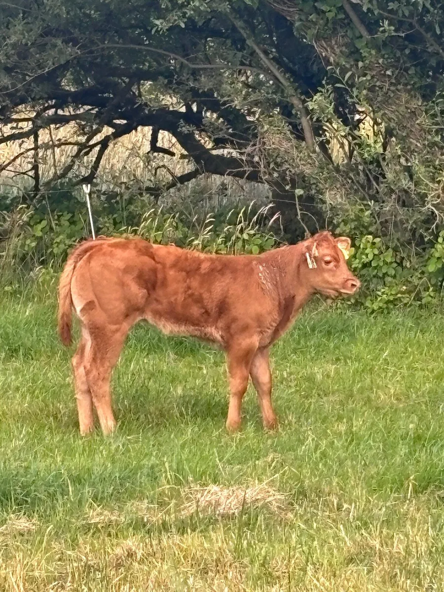 4 Star Genotyped In-Calf Heifer - Image 3