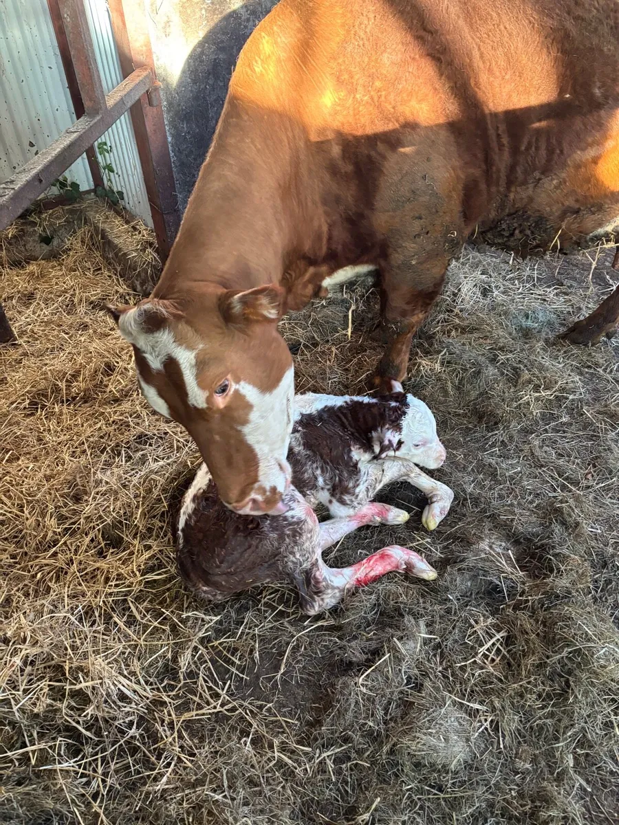 4 Star Genotyped In-Calf Heifer - Image 4