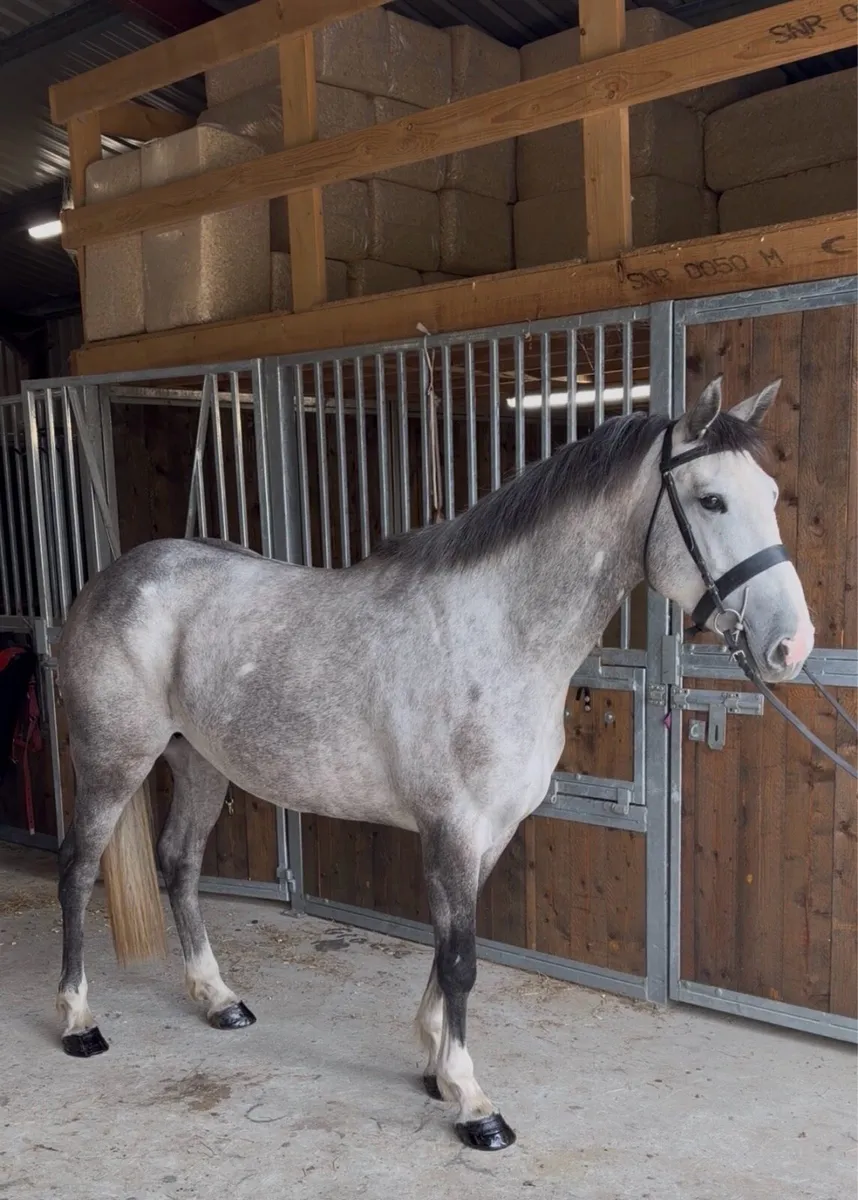 148 4 year old horse breed - Image 1