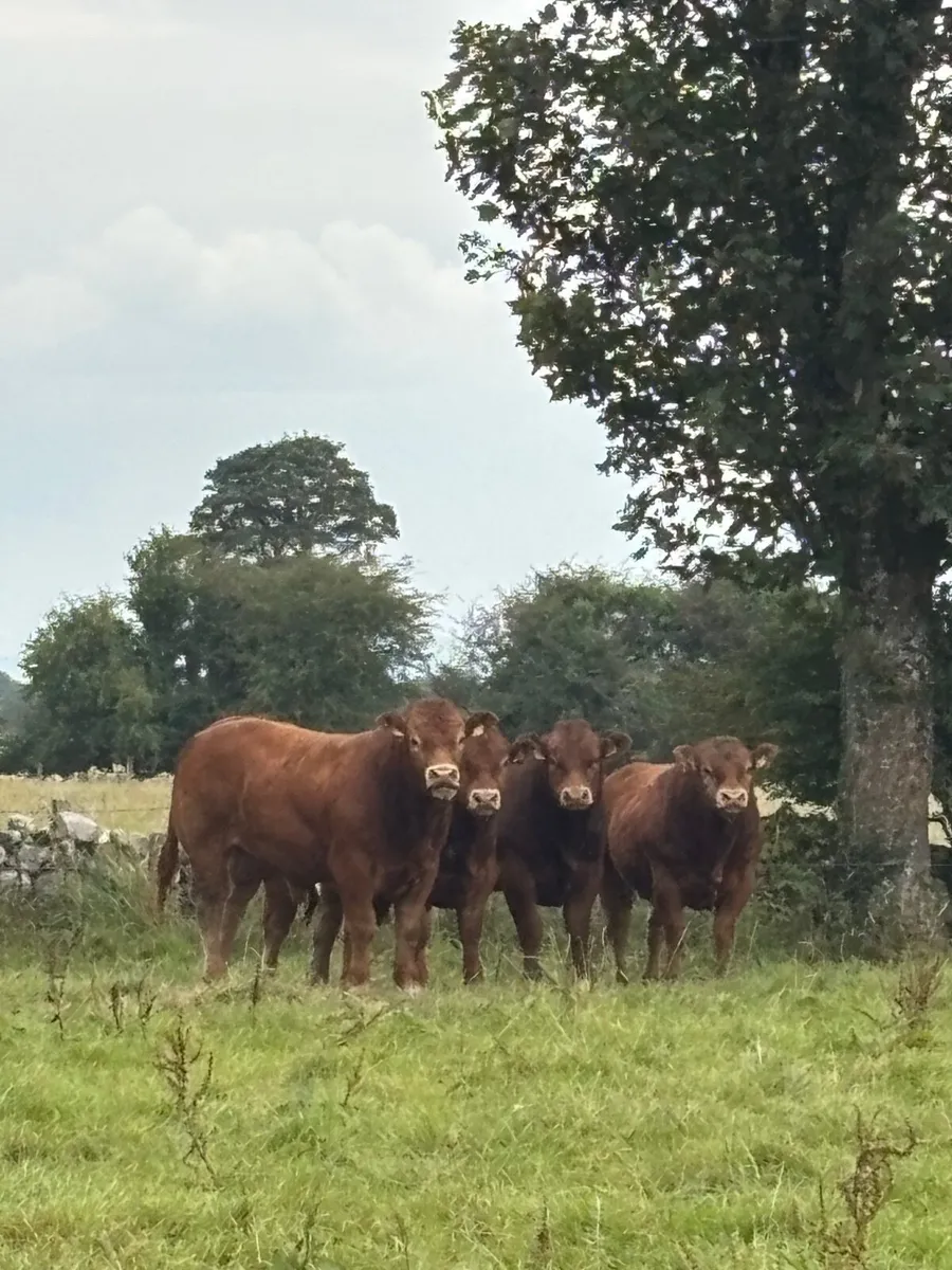 Cattle - Image 1