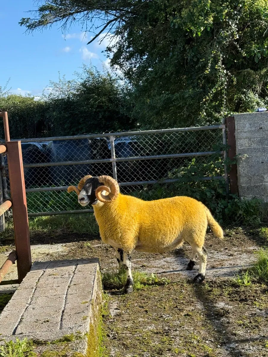 Lanark rams - Image 2