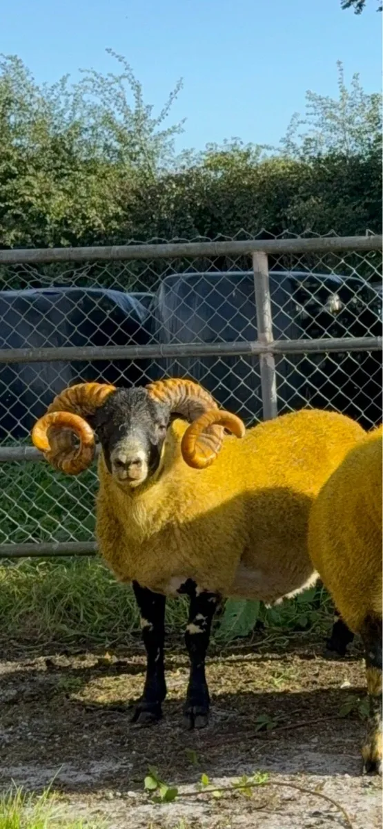 Lanark rams - Image 4